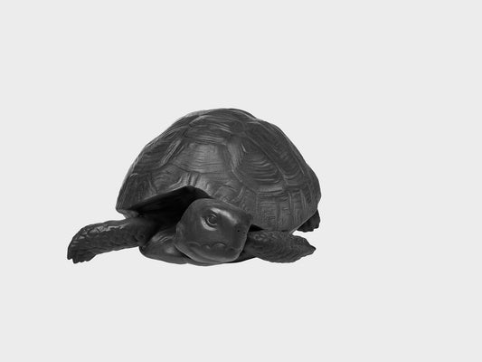Tortoise