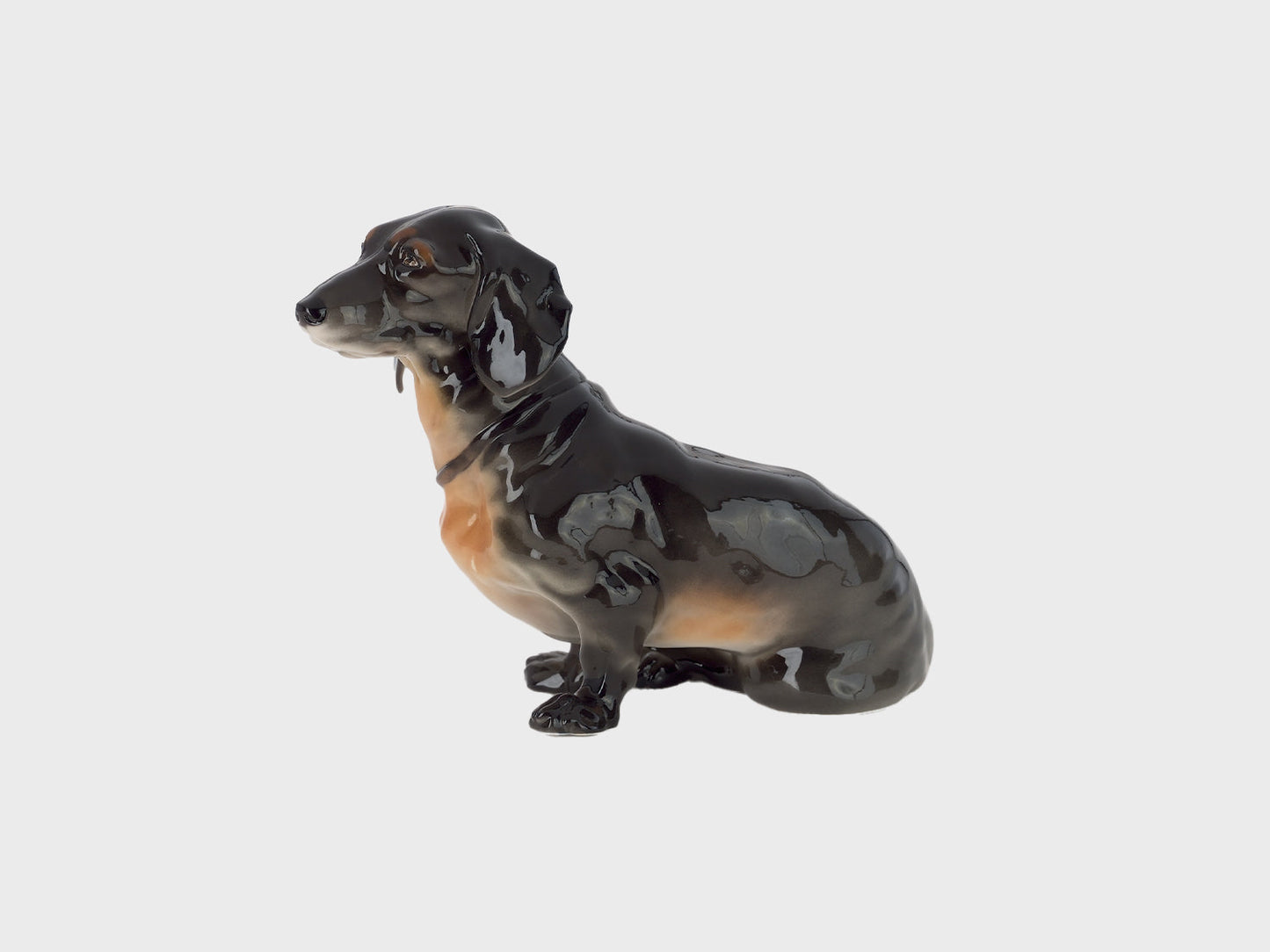 Dachshund