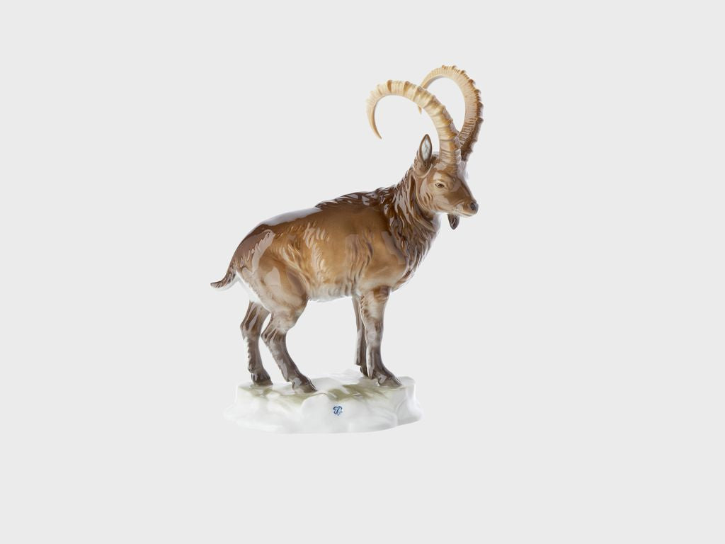 Ibex