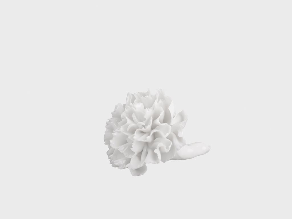 Table flower carnation | S