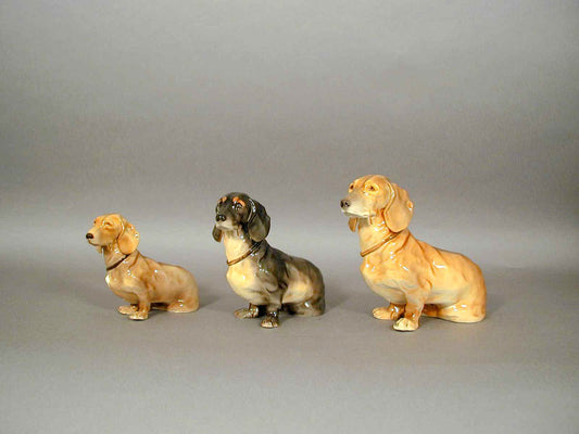 Dachshund