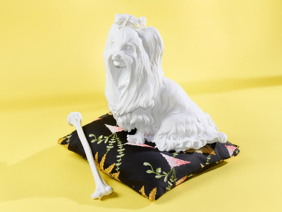 Yorkshire Terrier | white biscuit