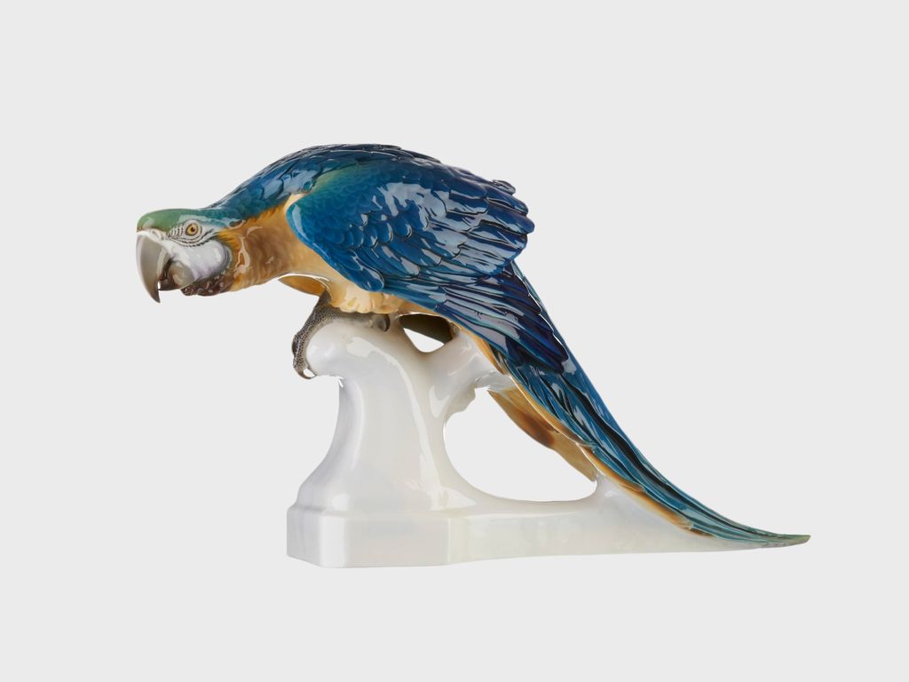 Macaw