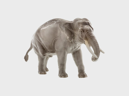 Elephant trunk down