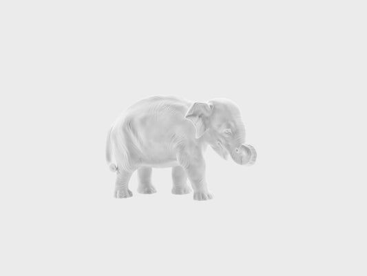 Young elephant trunk curled up