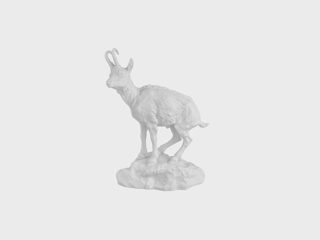 Chamois buck
