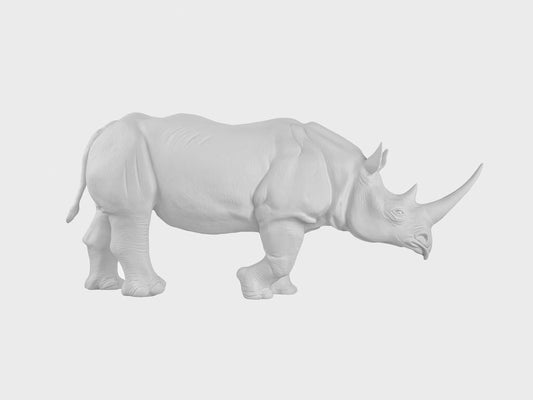 Black Rhinoceros Albert