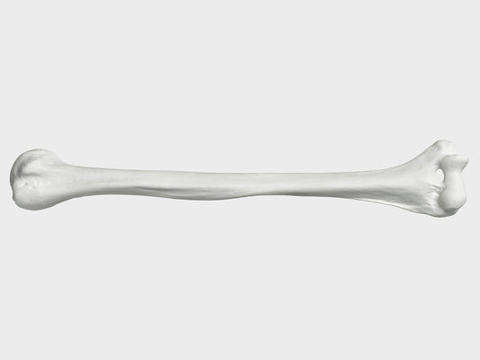 Bone right