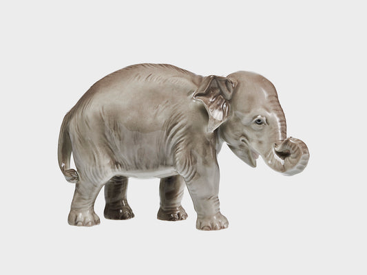 Elephant trunk rolled up