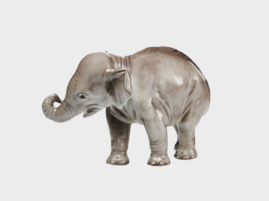 Elephant trunk rolled up